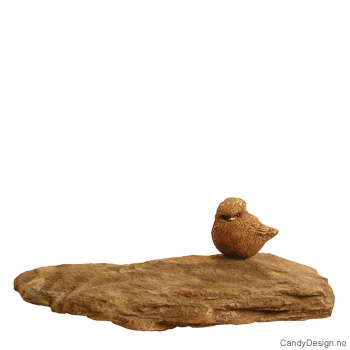 Bird on a rock